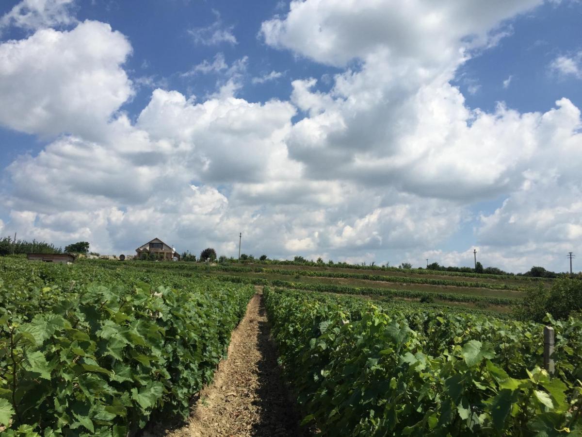 Wineyards Salin Bed and Breakfast Turda Exteriör bild